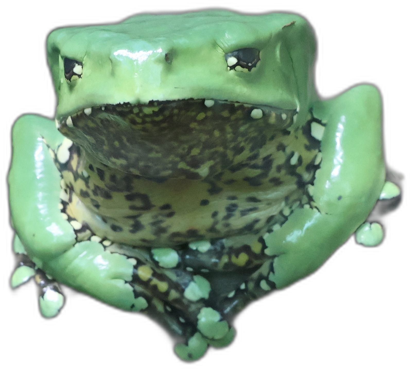 a grumpy frog.